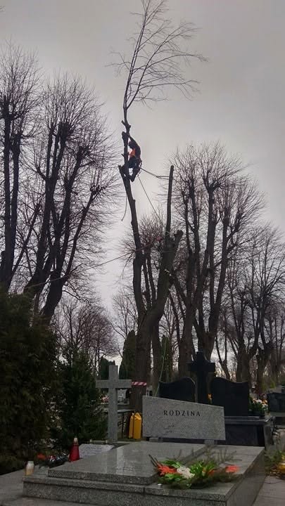 Wycinka na cmentarzu w Kątach Wrocławskich
