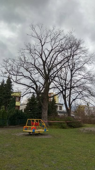 Pielęgnacja lip przy ul. Kłodnickiej - zdjęcie 2