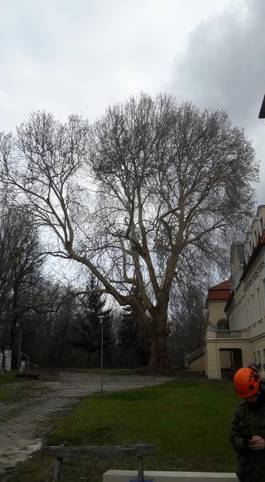 Prace pielęgnacyjne Sadowice Pałac - zdjęcie 1
