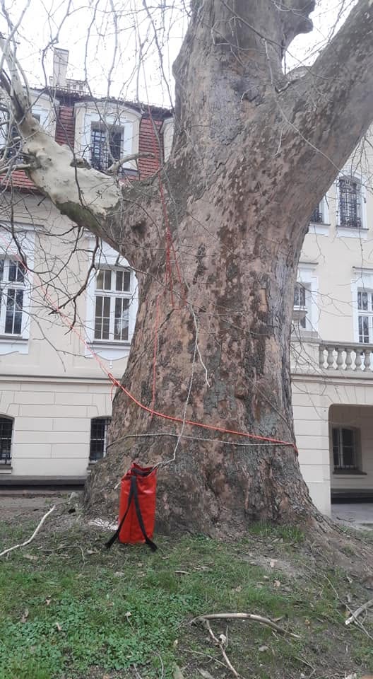 Prace pielęgnacyjne Sadowice Pałac - zdjęcie 6