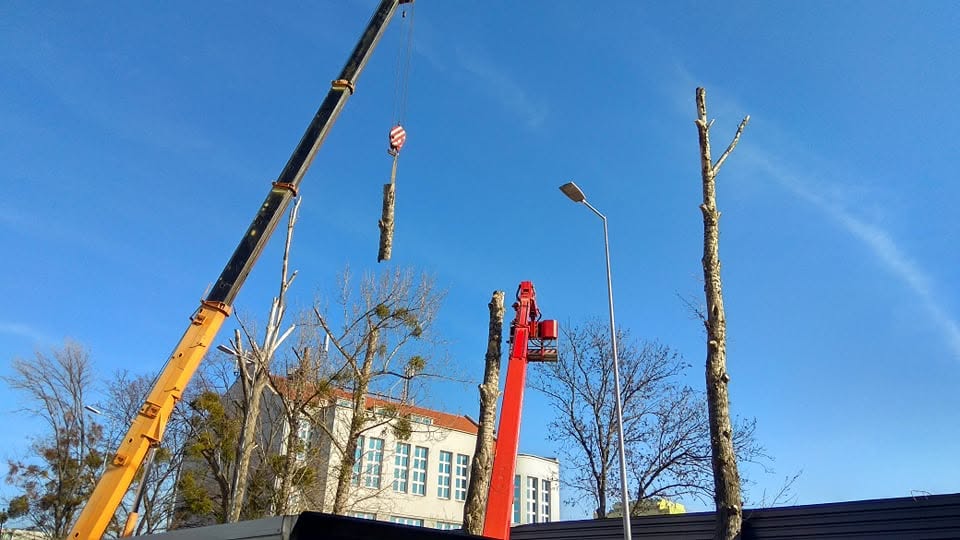 Wycinka drzew Wrocław ul. Ślężna - zdjęcie 2