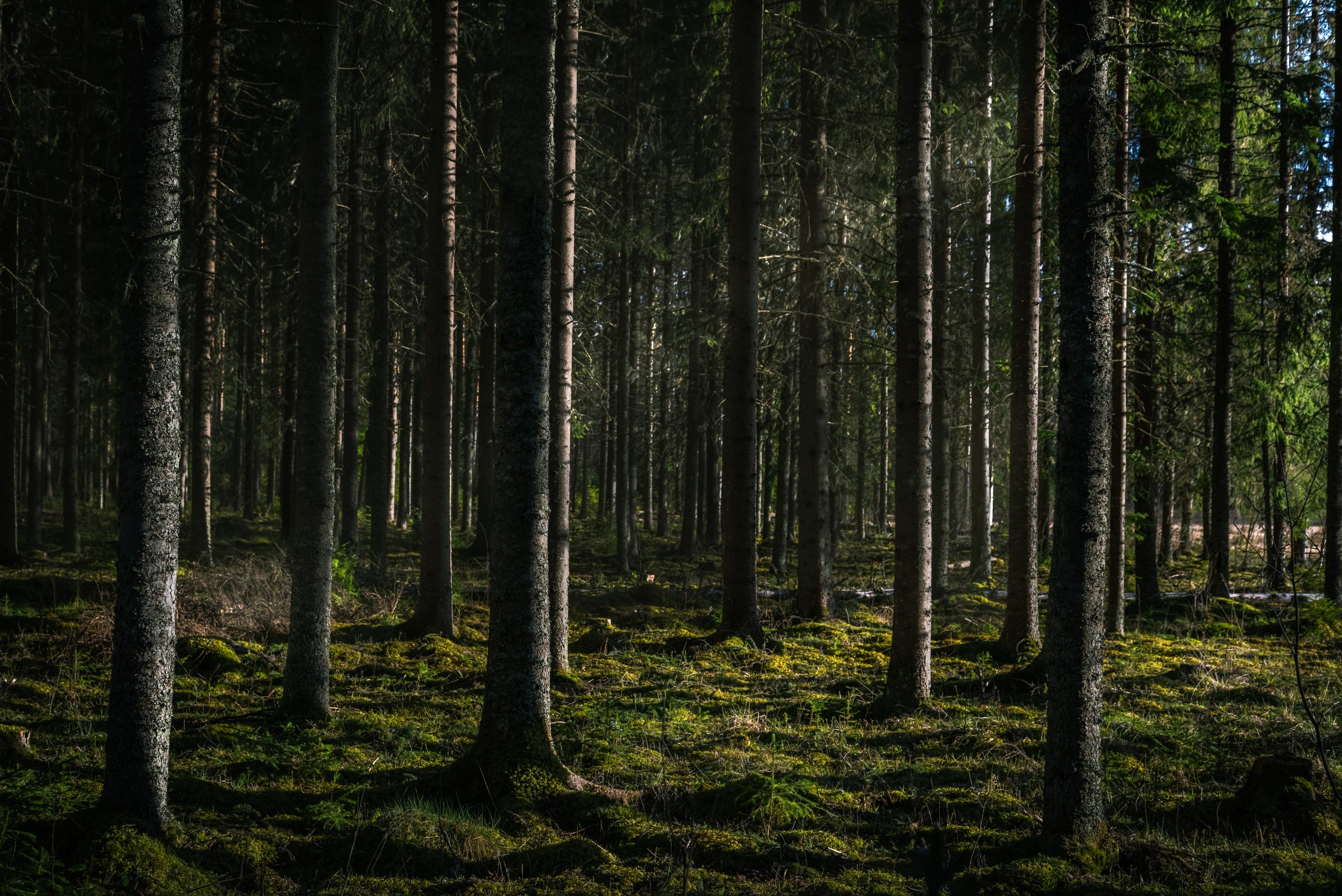 Widok z lotu ptaka na gęsty, mglisty las - natura i ekologia