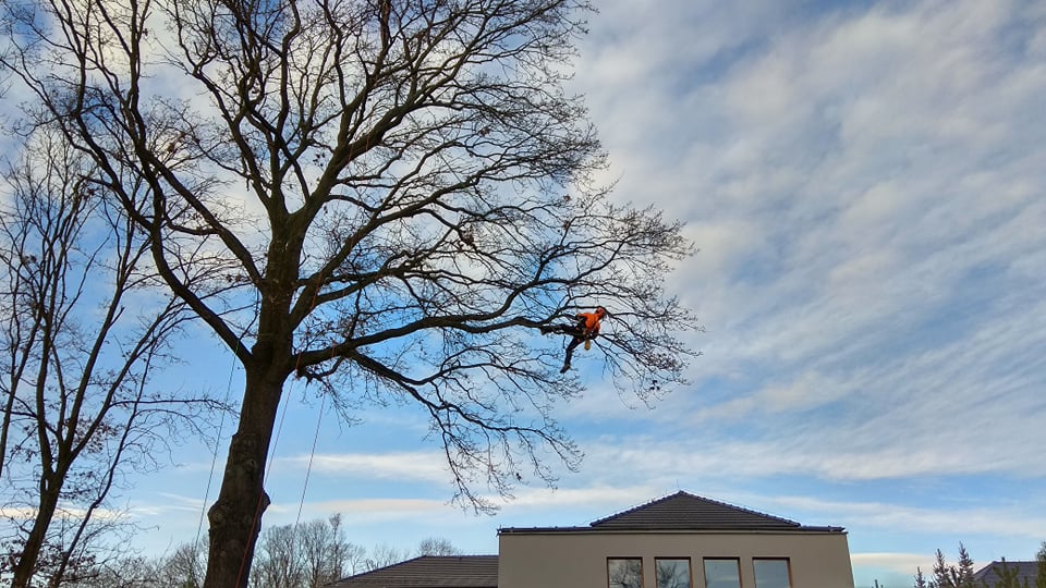 Praca arborysty na wysokościach we Wrocławiu, bezpieczne cięcie koron drzew